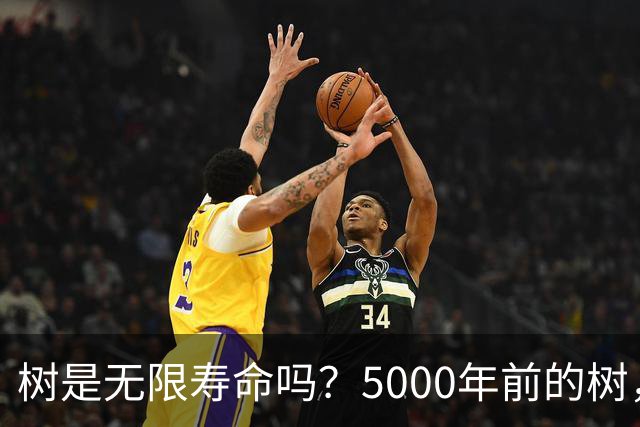 树是无限寿命吗？5000年前的树，现在居然还活着